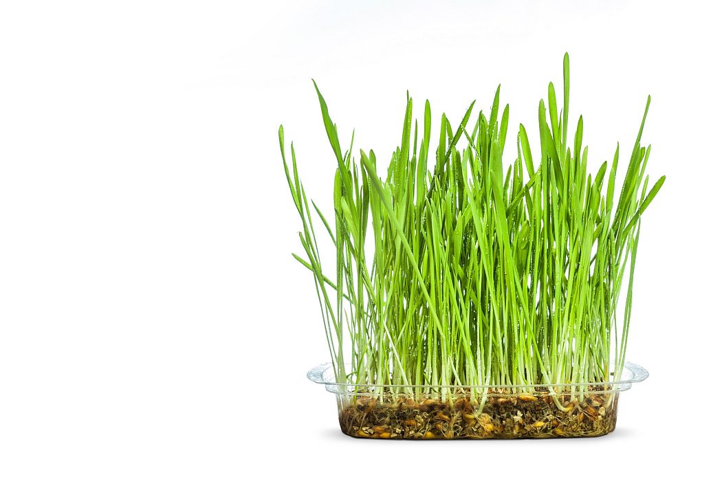 plantopia-turns-to-sprouted-oats-for-cost-effective-production-of-animal-free-dairy