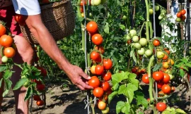 Ready to Garden? Start Here – Modern Farmer