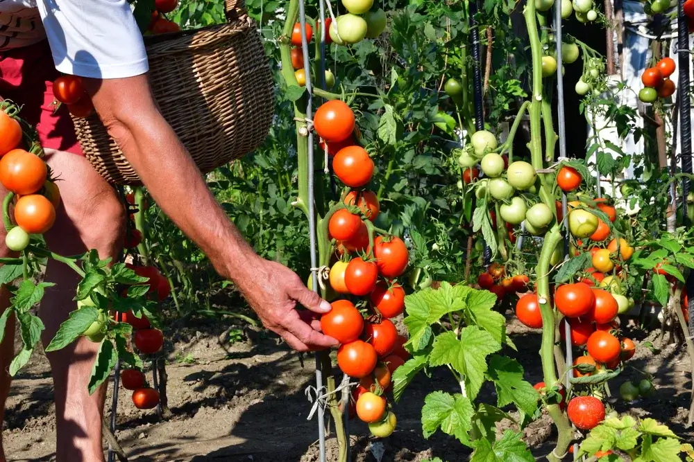 ready-to-garden?-start-here-–-modern-farmer