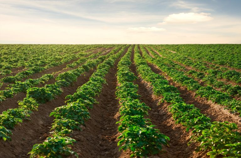 Read more about the article Guide to Potato Cultivation: From Planting to Harvest