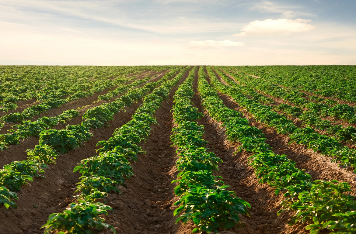 guide-to-potato-cultivation:-from-planting-to-harvest