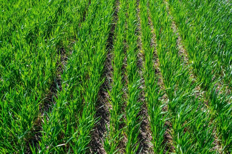 Read more about the article Micronutrient Deficiencies in No-Till Systems | Cropaia