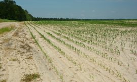 How to improve the properties of sandy soils | Cropaia