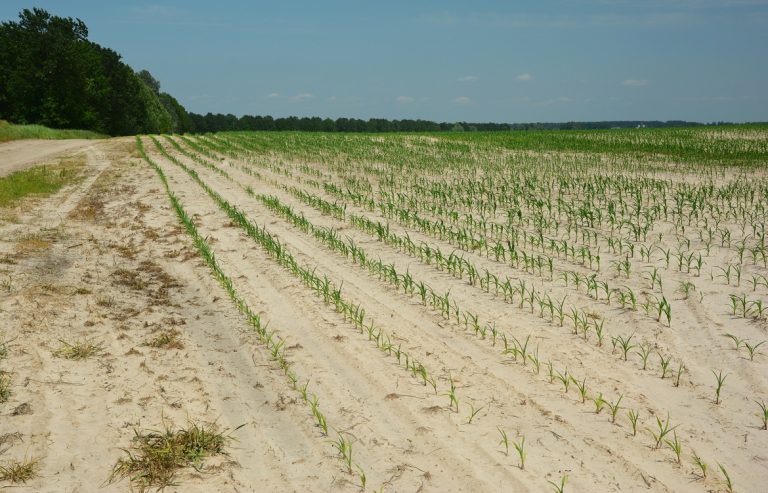 Read more about the article How to improve the properties of sandy soils | Cropaia