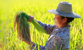 Food Systems and Shaping a Sustainable World – Farming First