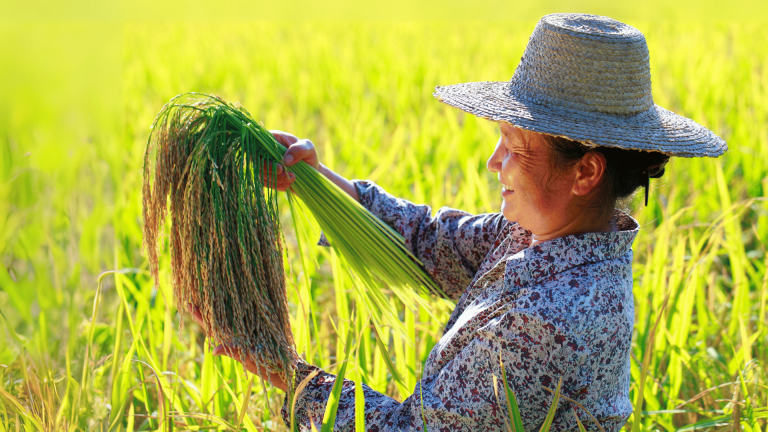 Read more about the article Food Systems and Shaping a Sustainable World – Farming First