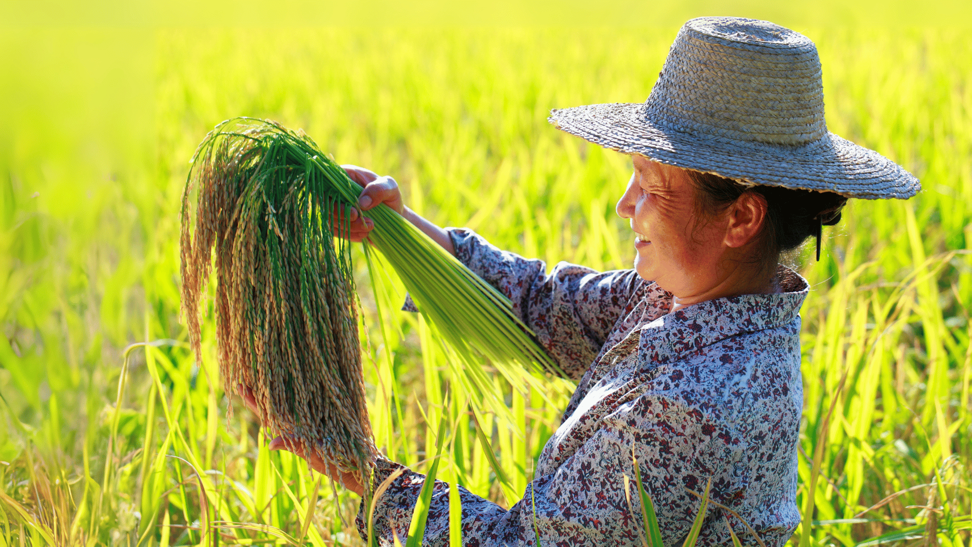 food-systems-and-shaping-a-sustainable-world-–-farming-first