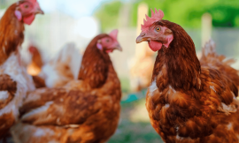 Enhancing Poultry Packaging Standards for Consumer Safety – Farming First