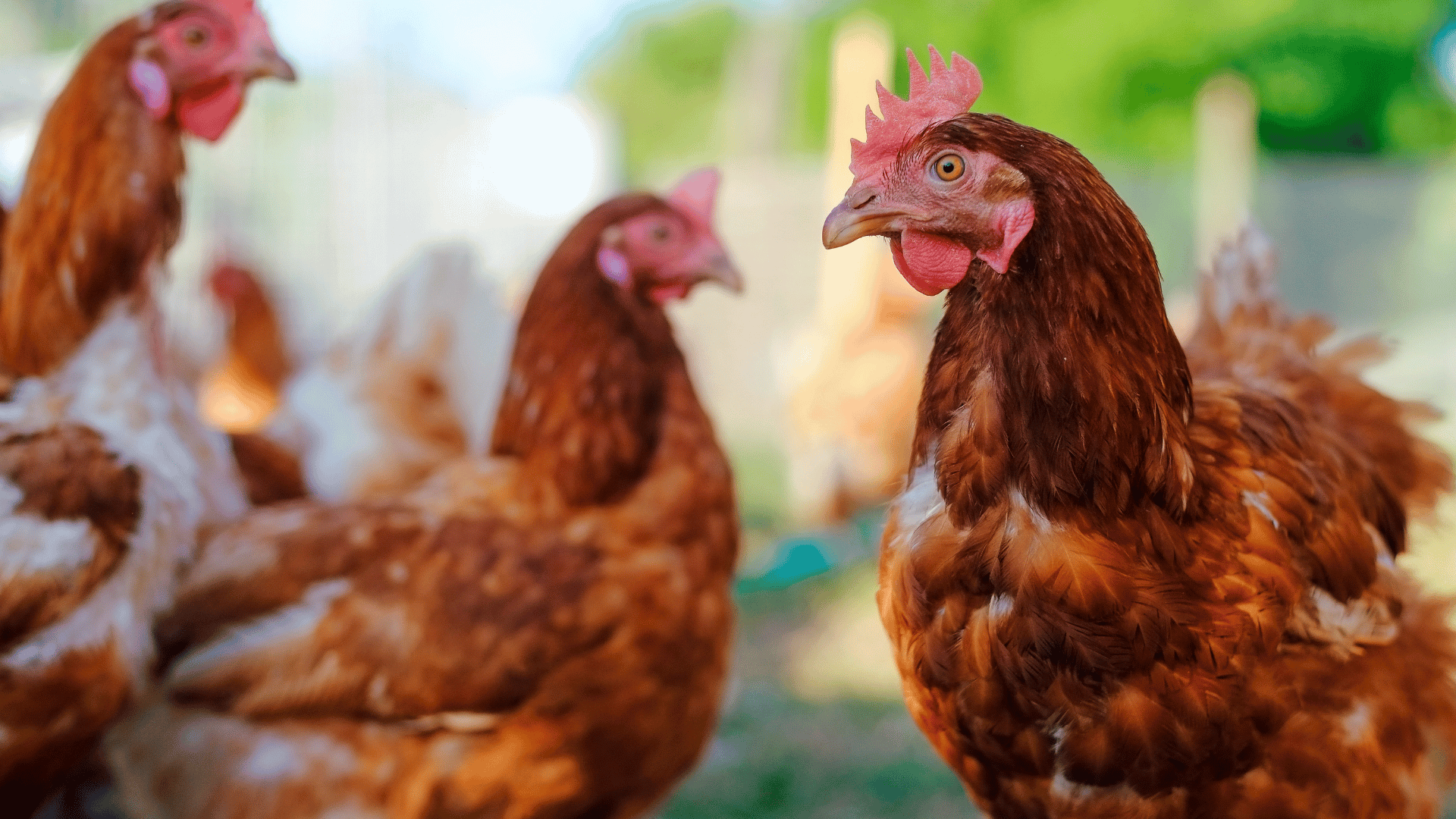 enhancing-poultry-packaging-standards-for-consumer-safety-–-farming-first