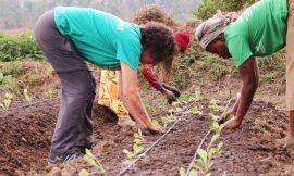 How Proper Seed Certification Protects Both Farmers and Food Security – Farming First