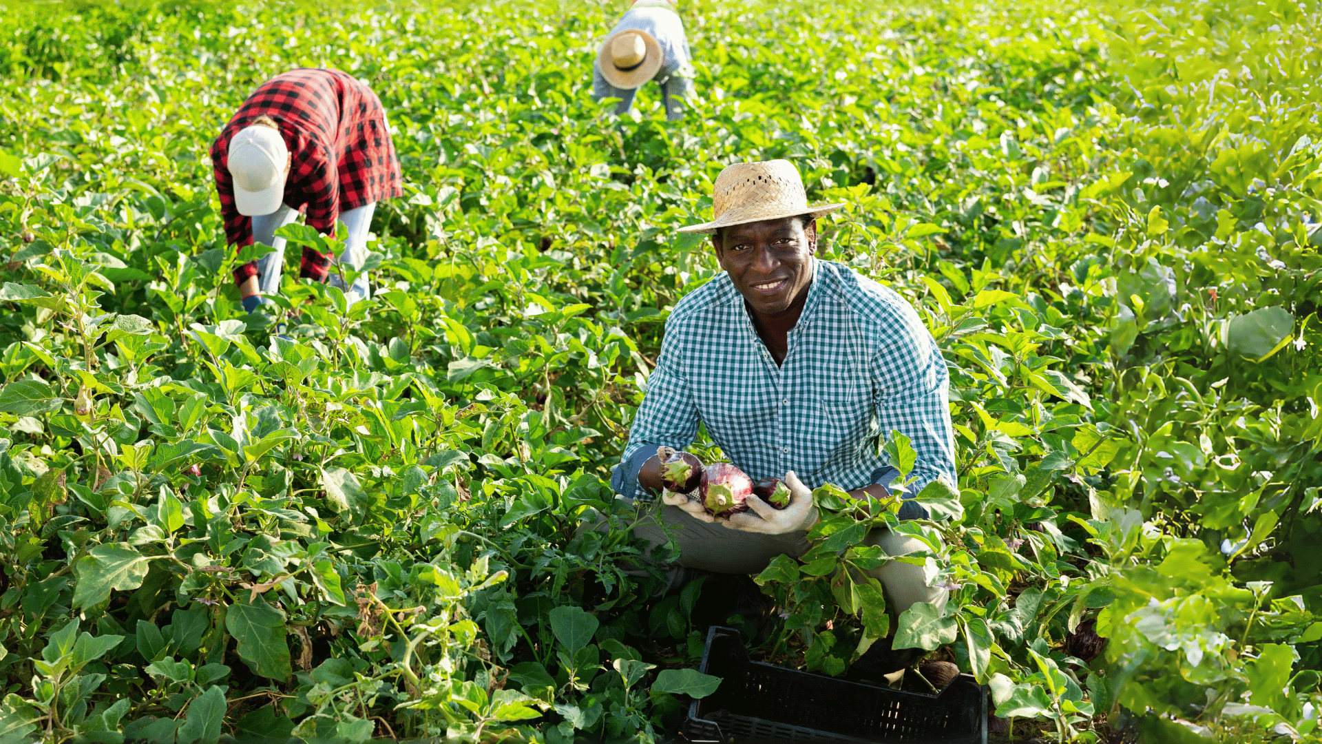 on-farm-sparse-testing-could-transform-crop-breeding-in-africa-–-farming-first