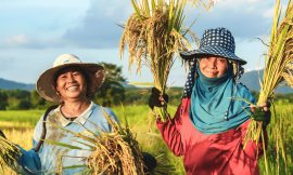 Hybrid Rice: A Path Forward For Climate-Smart Agriculture – Farming First