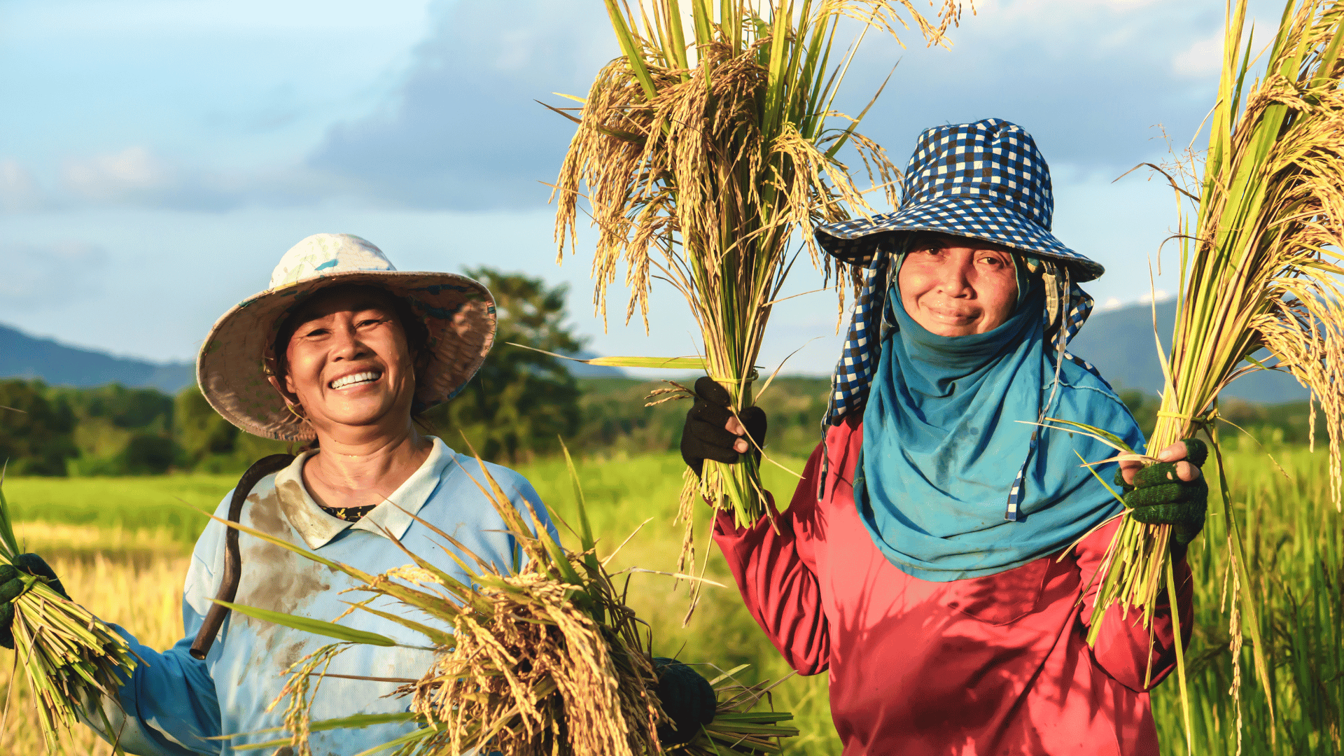 hybrid-rice:-a-path-forward-for-climate-smart-agriculture-–-farming-first