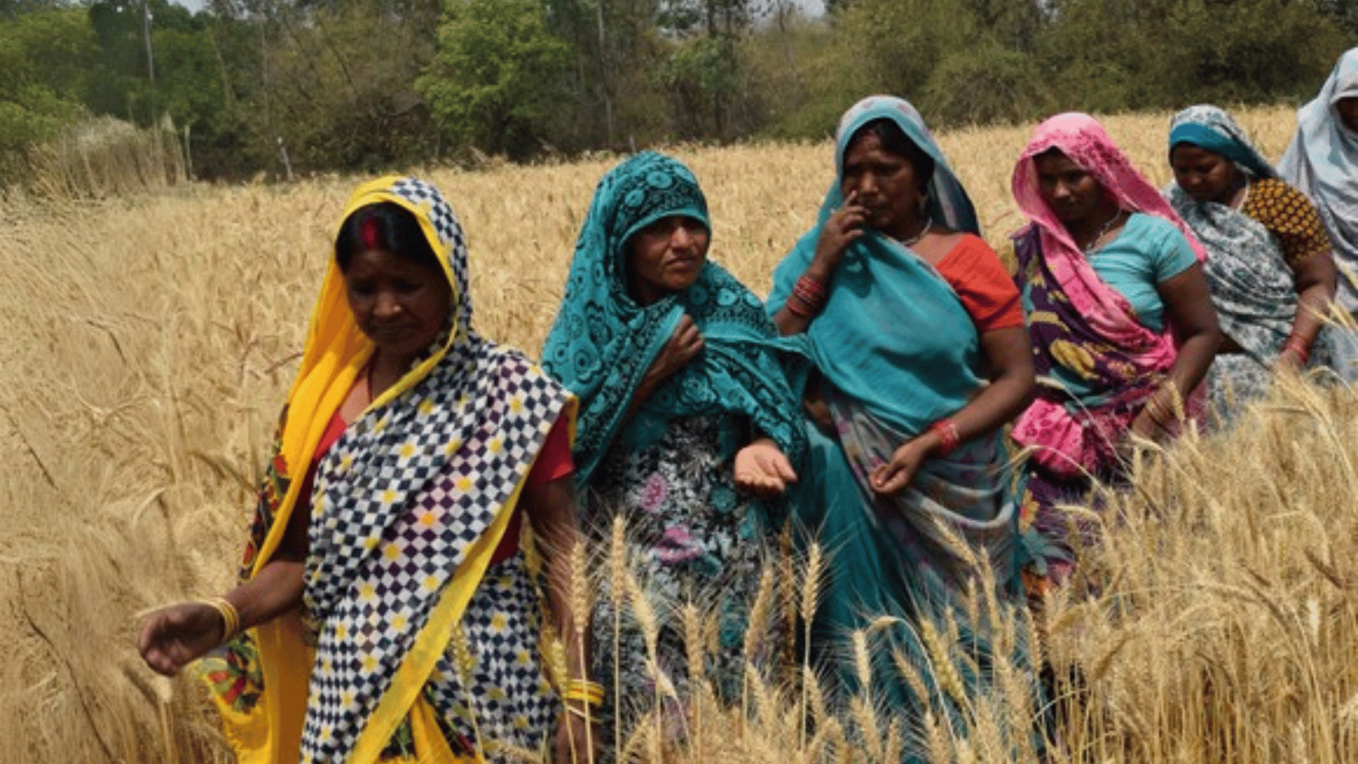 biofortification:-future-challenges-to-improve-nutrition-security-–-farming-first