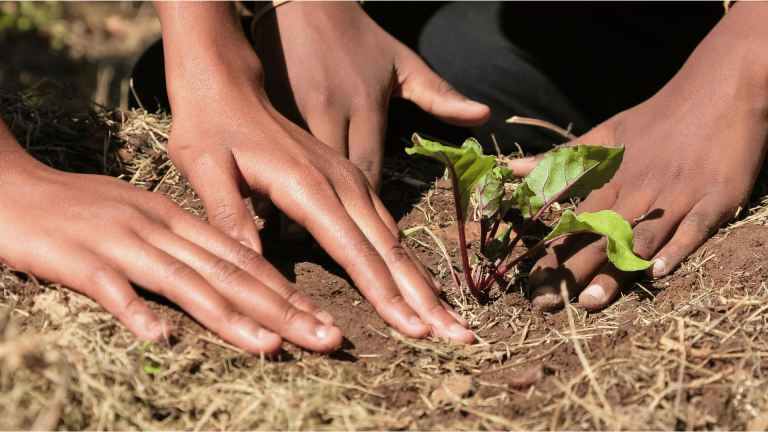 Read more about the article Investments in Innovation Will Help Transform Africa’s Agriculture – Farming First