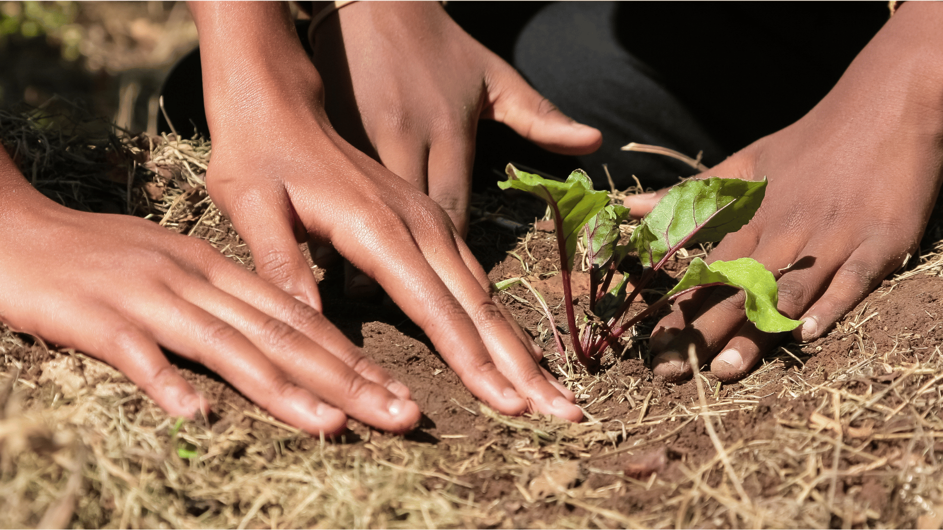 investments-in-innovation-will-help-transform-africa’s-agriculture-–-farming-first